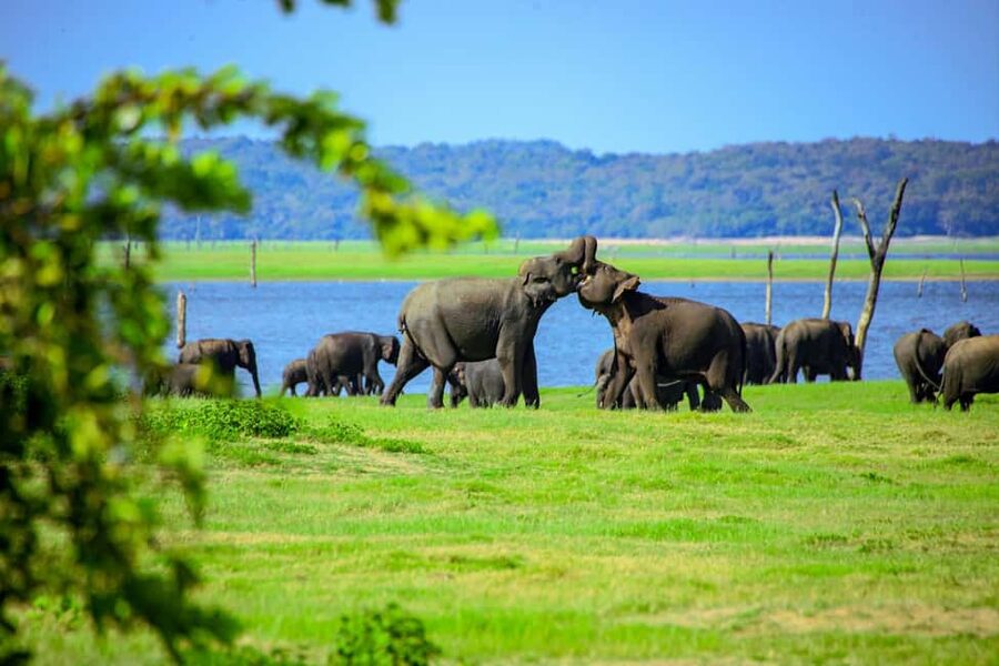 From Trincomalee: Minneriya National Park 4X4 Jeep Safari - The ticket queue can affect your wildlife time