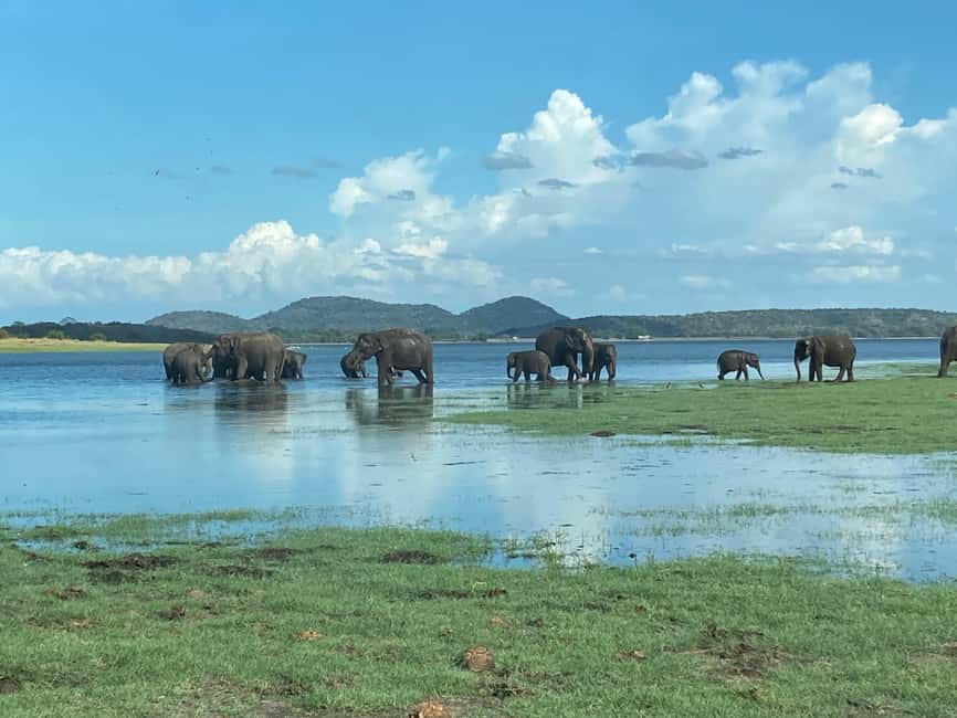 From Trincomalee: Minneriya National Park 4X4 Jeep Safari - Guide quality makes a real difference