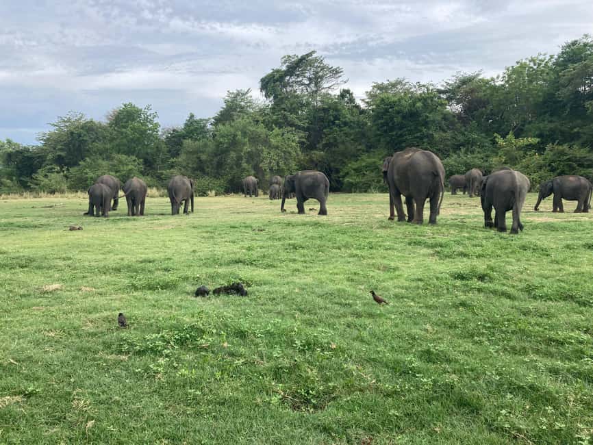 From Trincomalee: Minneriya National Park 4X4 Jeep Safari - Booking flexibility and what to bring