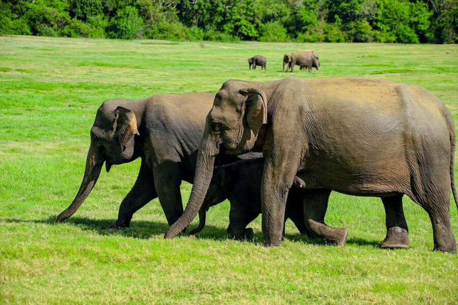 From Trincomalee: Minneriya National Park 4X4 Jeep Safari - Leaving Trincomalee or Nilaveli by private jeep