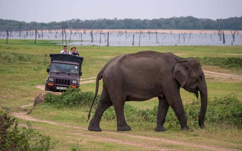 From Trincomalee: Village Tour & Minneriya Elephant Safari - Key points to know before booking