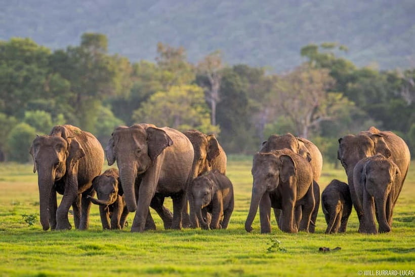 From Trincomalee: Village Tour & Minneriya Elephant Safari - Pelwehera village: bullock carts, canoes, and country roads