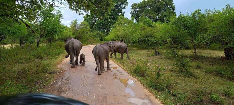 From Udawalawa : Udawalawa National Park Safari Tours - Key points to know before booking