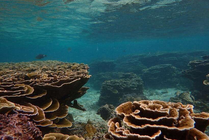 From Uppuveli Beach: Pigeon Island Snorkeling Tour - Guided snorkeling among coral and tropical fish
