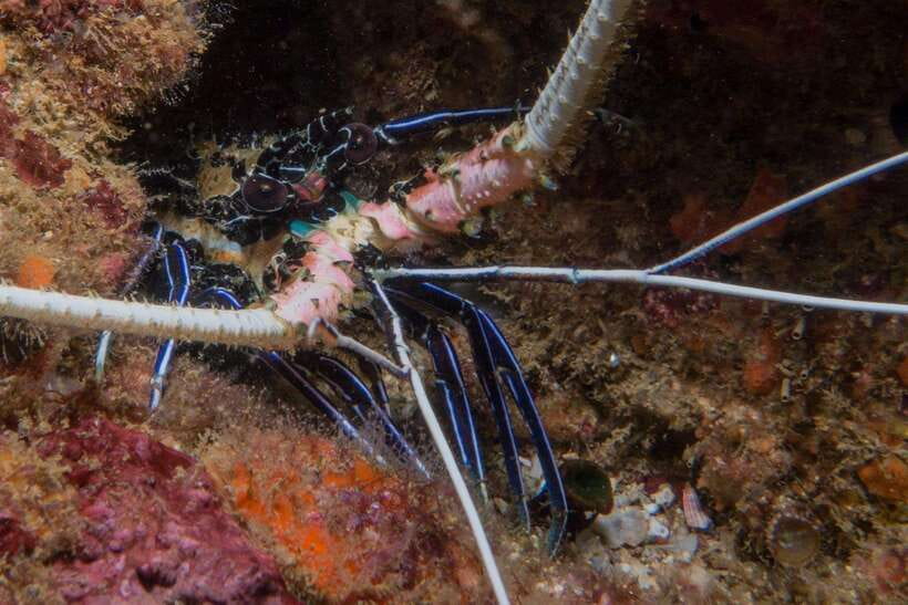 From Uppuveli Beach: Pigeon Island Snorkeling Tour - Group size, safety, and the guide’s role