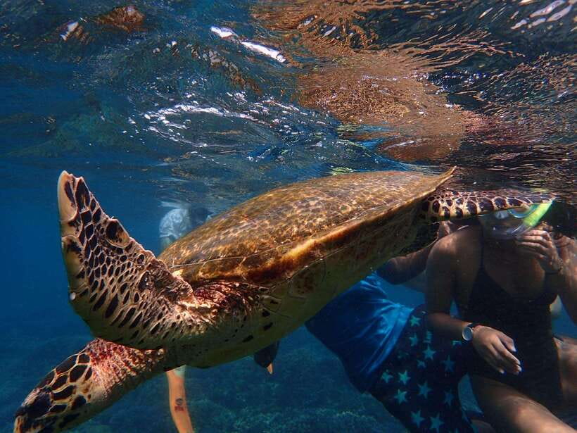 From Uppuveli Beach: Pigeon Island Snorkeling Tour - The real cost: $50 plus LKR 13,000