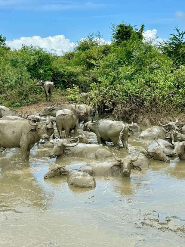 From Weligama : Udawalawa National Park Safari Tour - Three hours among Udawalawe’s elephants