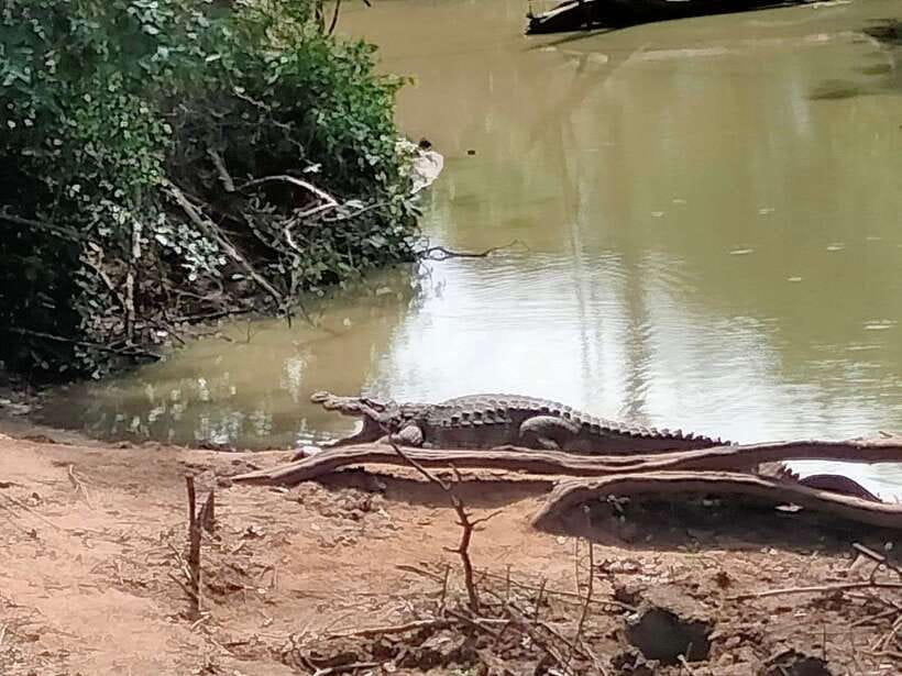 From Weligama : Udawalawa National Park Safari Tour - The 4x4 jeep is a useful part of the package