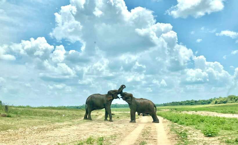 From Weligama : Udawalawa National Park Safari Tour - What the reviews reveal about service