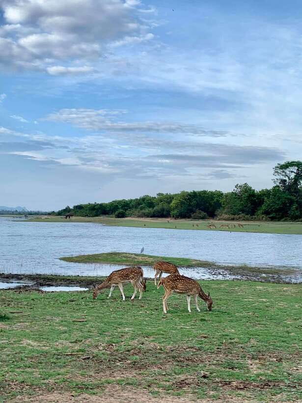 From Weligama : Udawalawa National Park Safari Tour - Price, cancellation, and practical planning