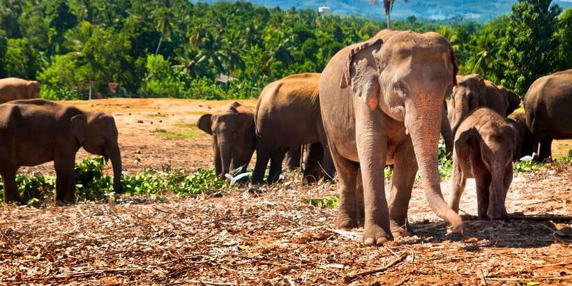 From west coast: Kandy, Tooth temple, Botanical & Tea garden - Is this one-day Kandy tour worth the long drive?