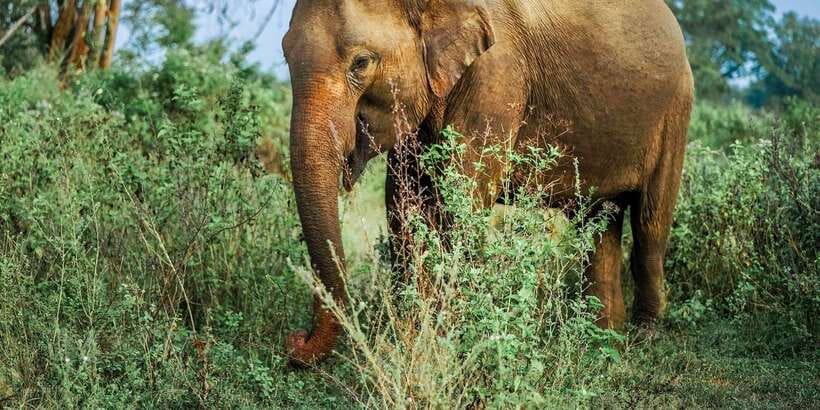 From Western Province: 2-Day Hill Country Highlights Trip - Udawalawe safari: the strongest wildlife card