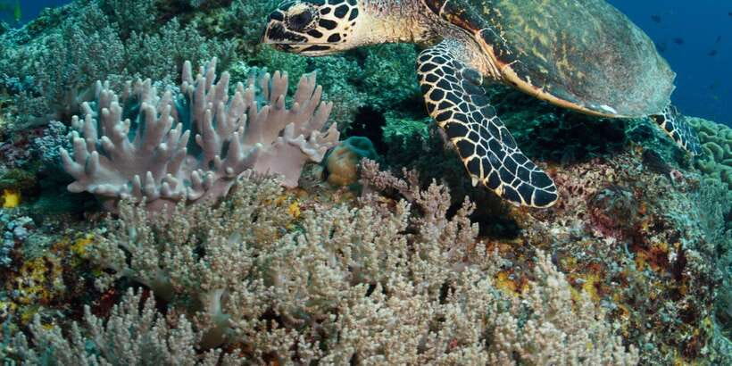From Western Province: 2-Day Hill Country Highlights Trip - Hikkaduwa sea turtles and the west coast start