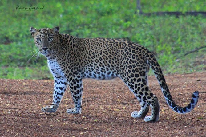 Full day / Half Day WildlifeAdventure in Yala-National-Park - Why Yala is worth the early alarm
