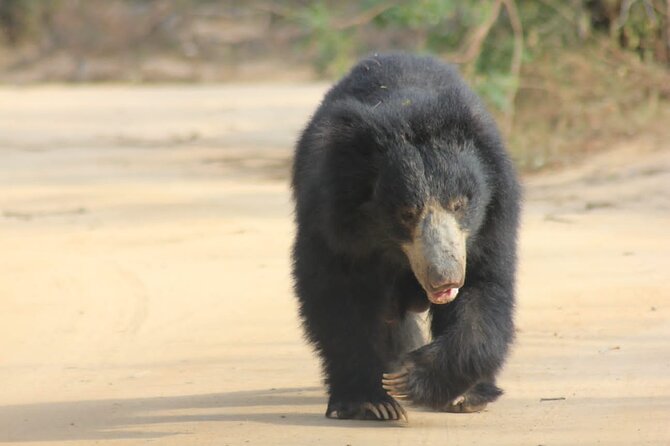Full day / Half Day WildlifeAdventure in Yala-National-Park - What the half-day safari can deliver