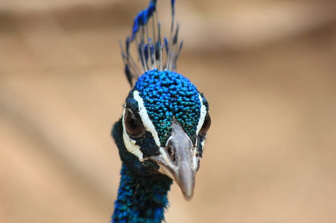 Full day / Half Day WildlifeAdventure in Yala-National-Park - Why the seven-hour safari is the safer choice
