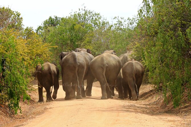 Full day / Half Day WildlifeAdventure in Yala-National-Park - The animals you may see along the way