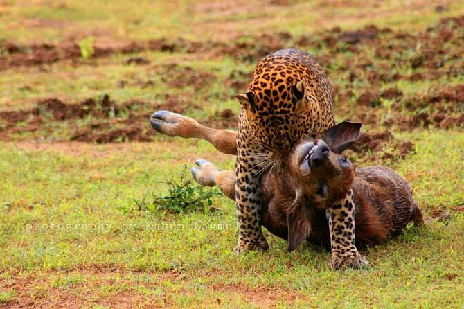 Full day / Half Day WildlifeAdventure in Yala-National-Park - Crowds are Yala’s biggest weakness