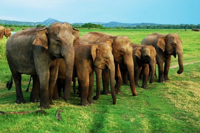 Full-Day Minneriya and Kaudulla National Parks Private Safari - The guide can make or break the day