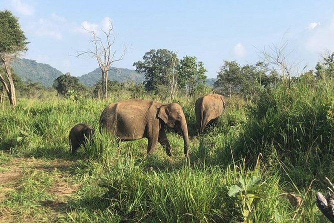 Full-Day Minneriya and Kaudulla National Parks Private Safari - Who should book this safari?