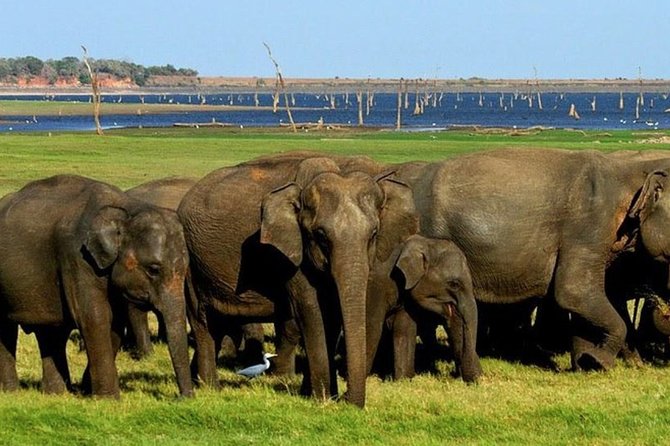 Full-Day Minneriya and Kaudulla National Parks Private Safari - Choosing 5:30am or 2pm