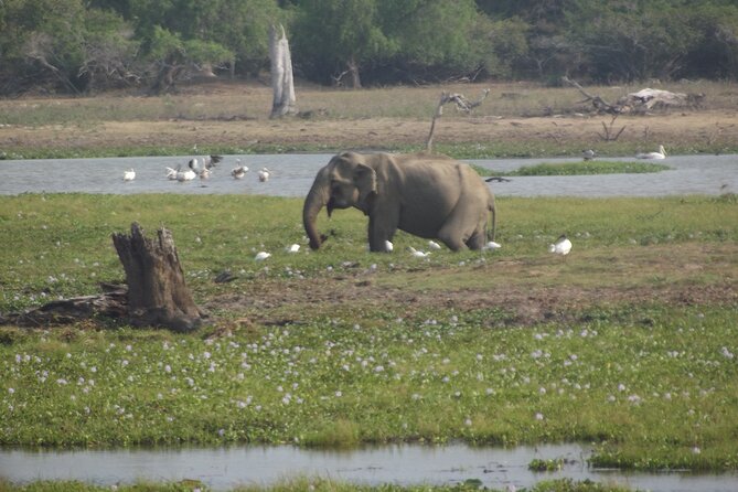 Full Day Safari ( The Best for Leopards ) in Yala - Inside Yala from dawn to dusk