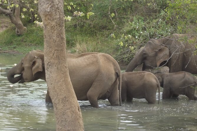 Full Day Safari ( The Best for Leopards ) in Yala - How the leopard search works in practice