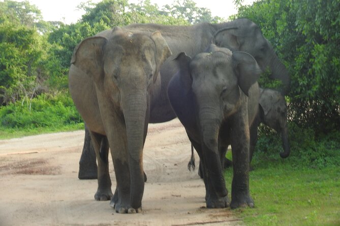 Full Day Safari ( The Best for Leopards ) in Yala - Meals, water, and what to bring