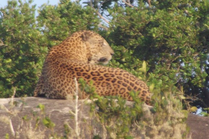 Full Day Safari ( The Best for Leopards ) in Yala - The real price, including the park ticket