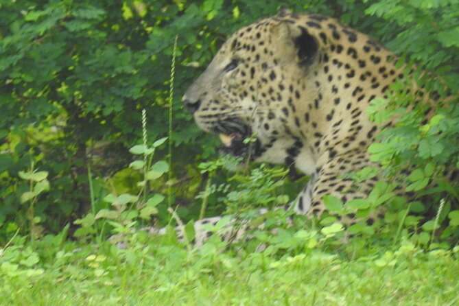 Full Day Safari ( The Best for Leopards ) in Yala - Who should book this Yala safari?