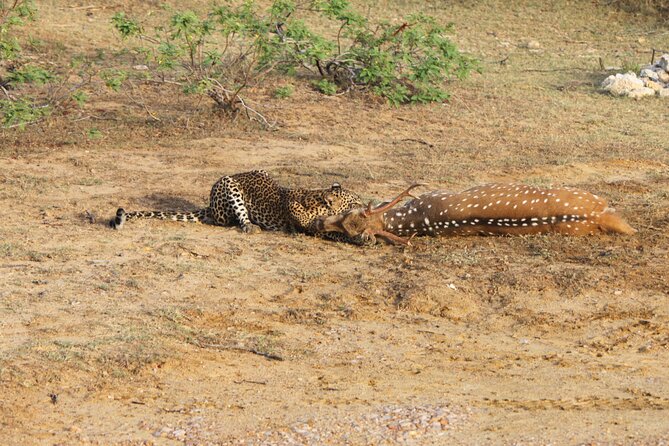 Full Day Safari ( The Best for Leopards ) in Yala - What the jeep ride is like with six people
