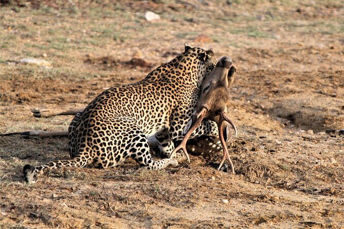 Full Day Safari Tour in Yala National Park - The midday closure and the rhythm of the day