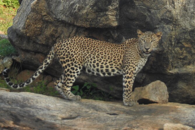 Full Day Safari Tour in Yala National Park - The animals you may see