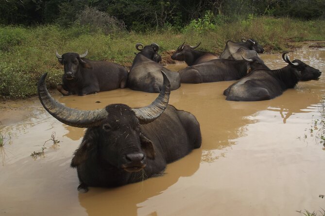 Full Day Safari Tour in Yala National Park - The drivers make or break the experience