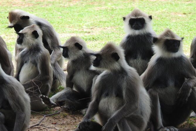 Full Day Safari Tour in Yala National Park - Price, park fees, and overall value