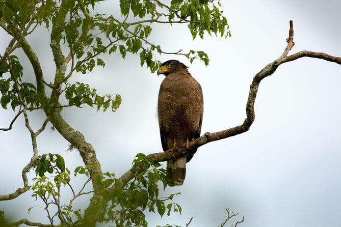 Full Day Safari Tour Yala - Why a full day makes sense in Yala
