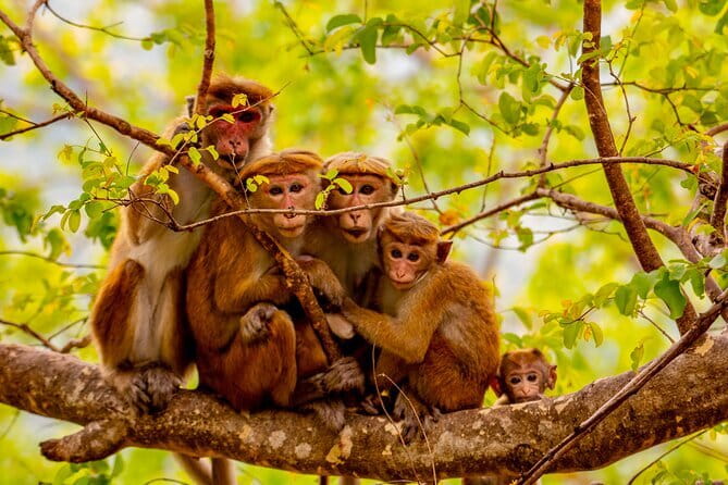 Full Day Safari Tour Yala - Riding in the Toyota Hilux