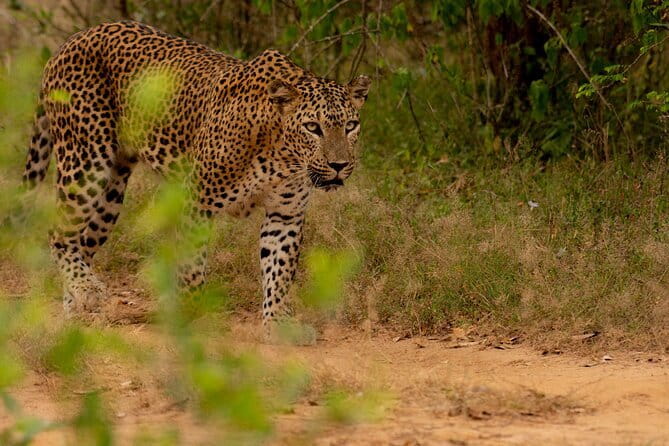 Full Day Safari Tour Yala - Elephants, sloth bears, and the smaller discoveries