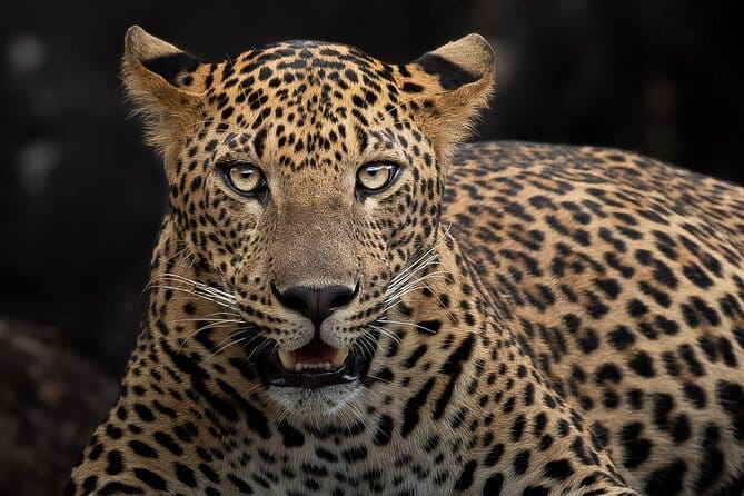 Full Day Safari Tour Yala - Is $96 a fair price?