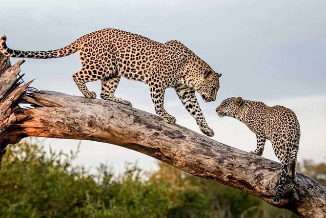 Full Day Safari Tour Yala - What the strongest guide feedback tells you