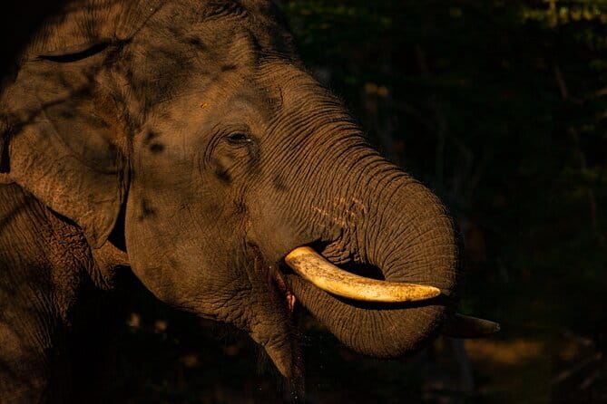 Full Day Safari Tour Yala - Starting at Yodakandiya near Tissamaharama
