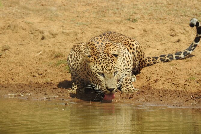 Full day Safari - Yala National Park - 04.30 am to 06.00 pm with - Janaka safari - Why a full day at Yala makes sense