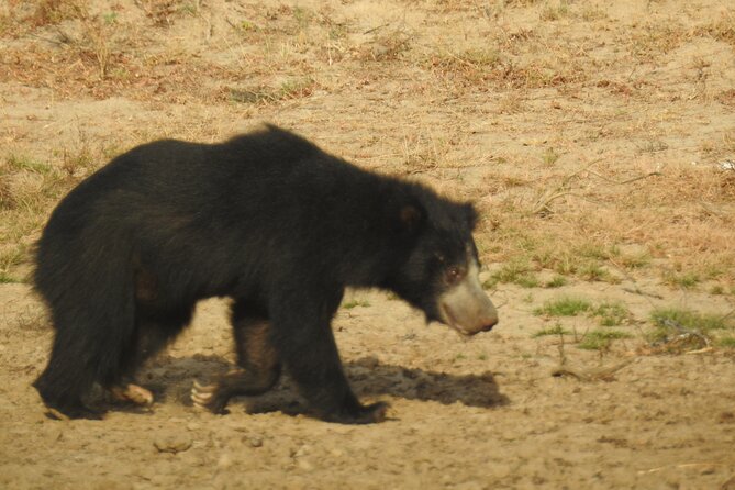 Full day Safari - Yala National Park - 04.30 am to 06.00 pm with - Janaka safari - More than leopards: Yala’s full animal list
