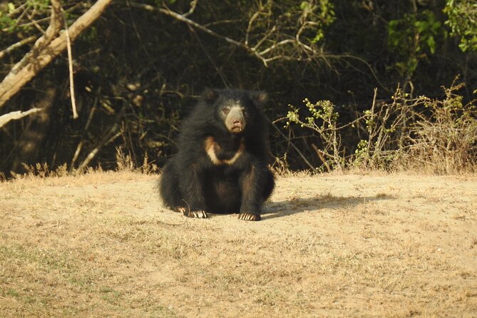 Full day Safari - Yala National Park - 04.30 am to 06.00 pm with - Janaka safari - The afternoon drive and the cost of patience