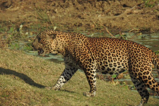 Full day Safari - Yala National Park - 04.30 am to 06.00 pm with - Janaka safari - Is $57.99 good value?