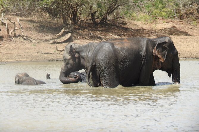 Full day Safari - Yala National Park - 04.30 am to 06.00 pm with - Janaka safari - What could go wrong?