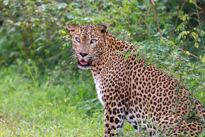 Full day Safari – Yala National Park – 04.30 am to 06.00 pm with – Janaka safari