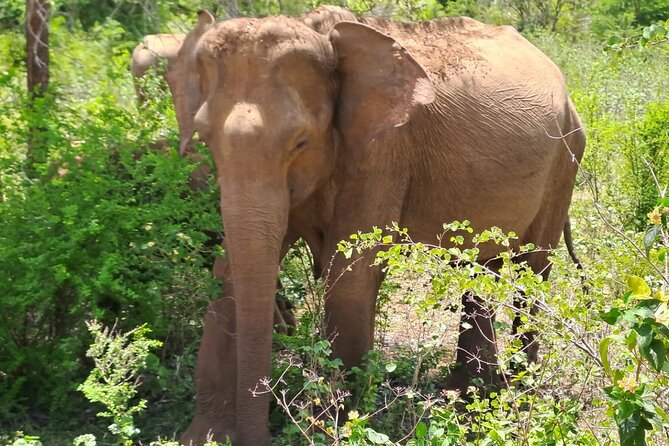 Fully Private Udawalawe National Park Safari Tour - Who will get the most from this tour