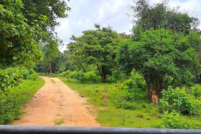 Fully Private Udawalawe National Park Safari Tour - What happens inside the park