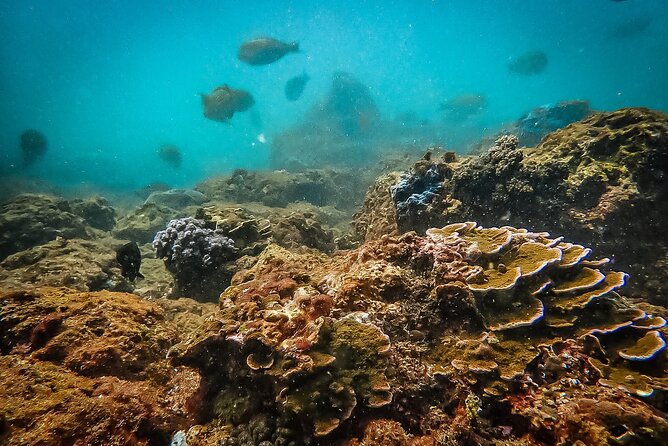 Fun Dives For Certified Divers - Wrecks, pinnacles, caves, and reefs
